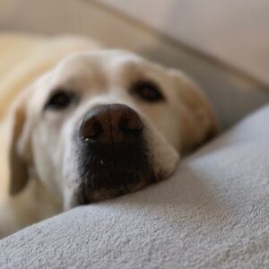 Meet your Posher, Posher